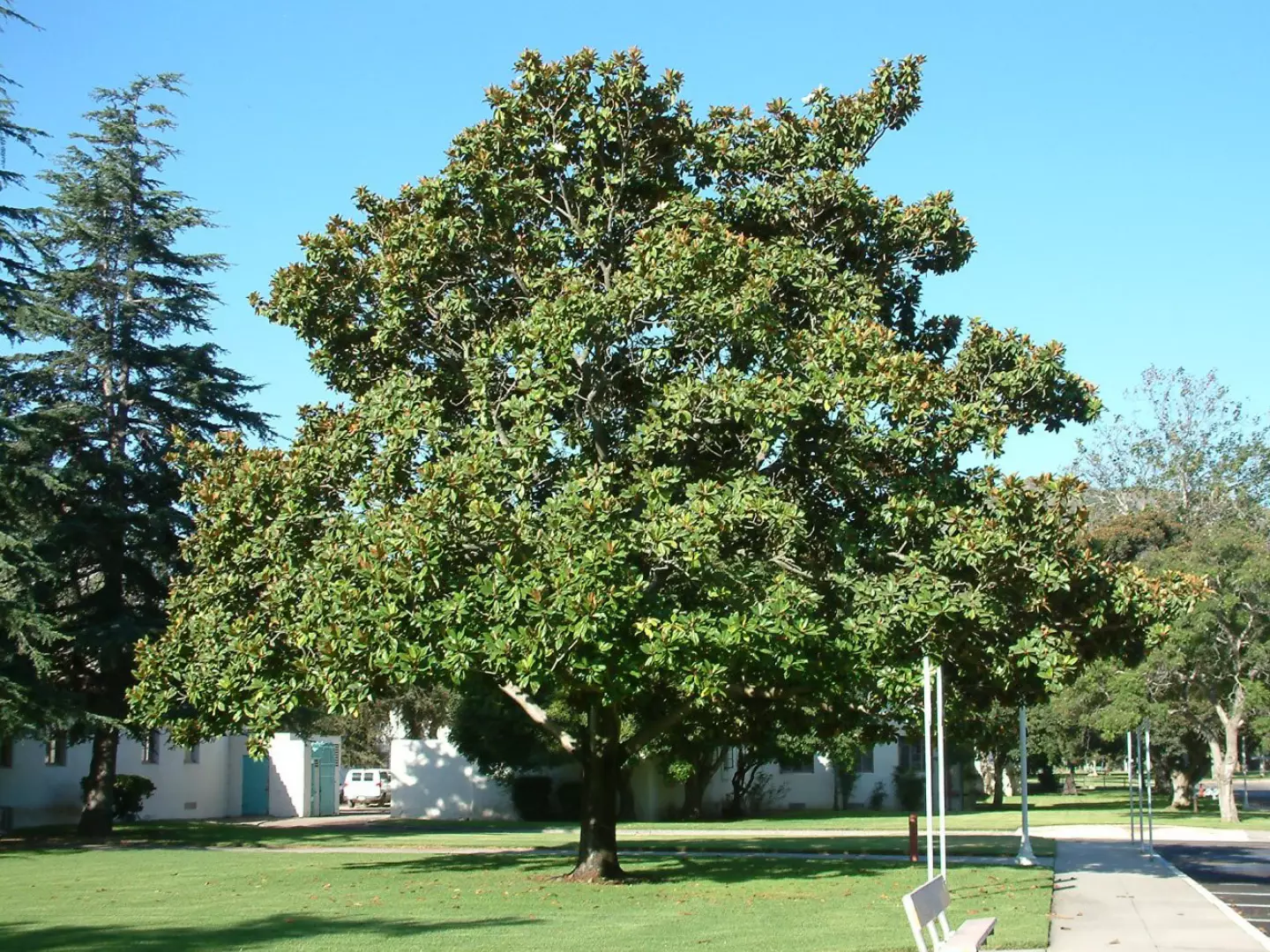 4 Beautiful Magnolia Trees for Las Vegas Landscape Designs